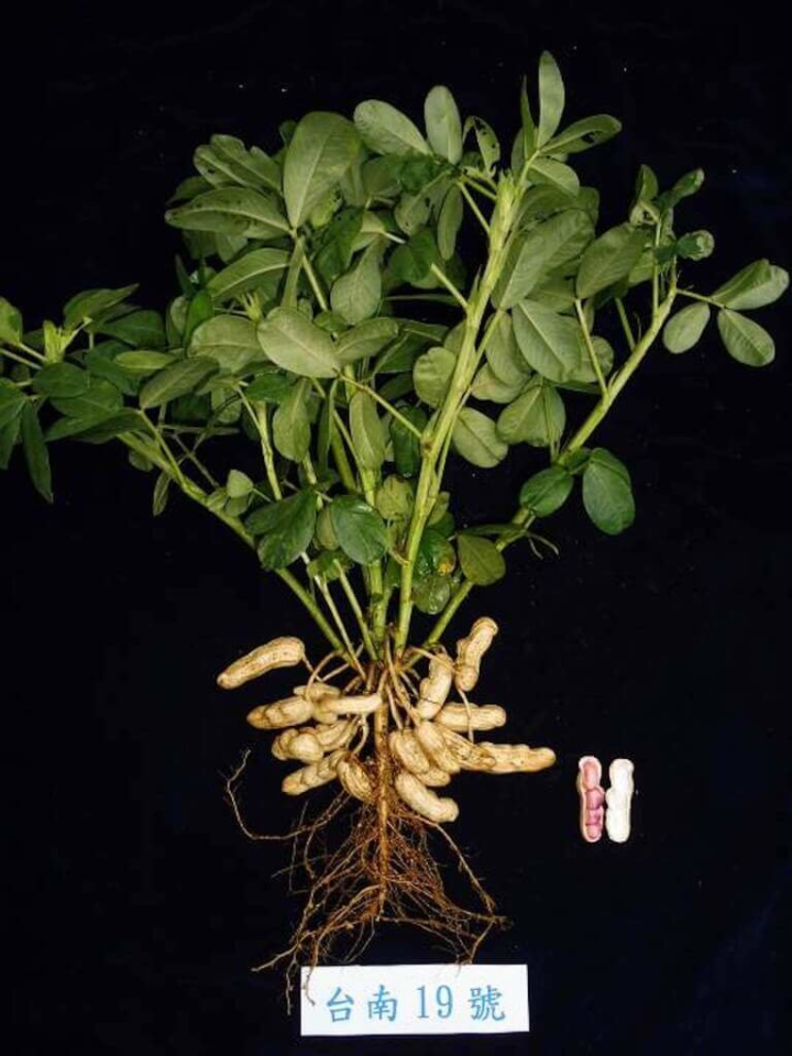 蒸花生風味好又不上火，受到消費者喜愛。台南區農業改良場費時10年，改良出新品種「台南19號」，香氣濃郁，蒸煮後仍可維持討喜的紅色。（台南區農改場提供）