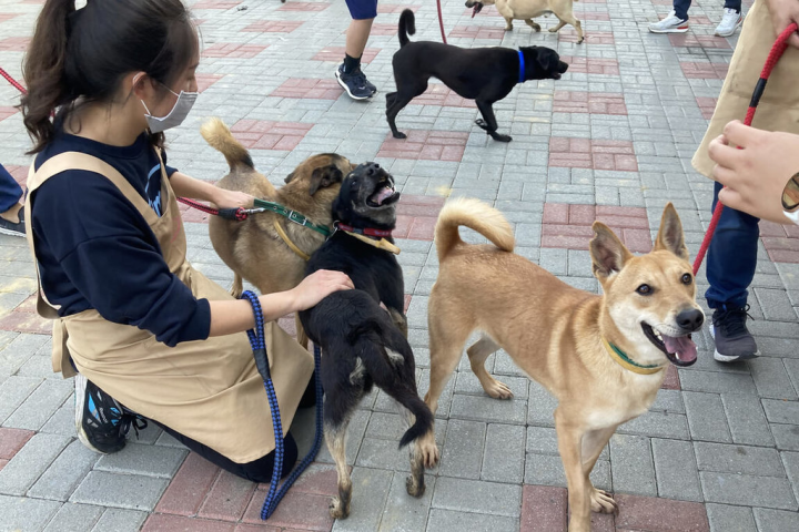 台南市動保處為鼓勵民眾認養動物之家收容犬隻，除原提供的「認養嫁妝禮」外，今年並爭取中央補助，推動認養不易送養犬隻可提供首年寵物保險費補助計畫，盼再提高認養率。圖為動保處舉辦認養活動情形。（台南市動保處提供）
