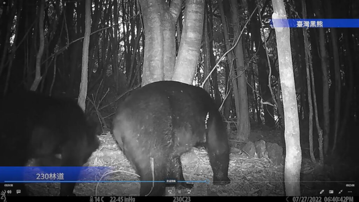 雪霸國家公園管理處3日舉辦保育研究成果發表會，研究團隊分享以紅外線自動照相機捕捉到的台灣黑熊母子散步畫面。（雪管處提供）