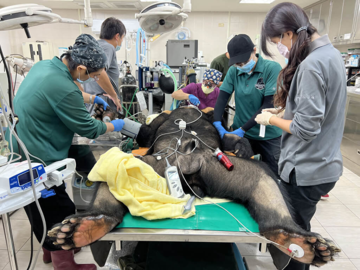 高雄市觀光局指出，壽山動物園內現年19歲的台灣黑熊「波比」因上犬齒斷裂，在園區獸醫師與高雄中興動物醫院醫師團隊合力下完成醫療處置，戴上專屬銀色牙套，讓「波比」擁有更好的口腔環境，食物營養不再漏接。（高雄市觀光局提供）