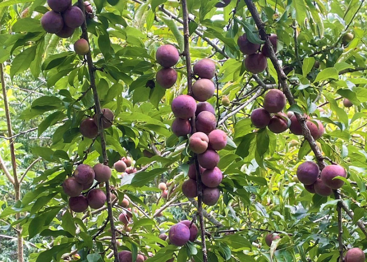 嘉義縣種植李子的面積約14.8公頃，主要分布在阿里山鄉、梅山鄉與竹崎鄉，1月開花、5月果子開始成熟，每年5、6月都會吸引不少遊客上山採果。