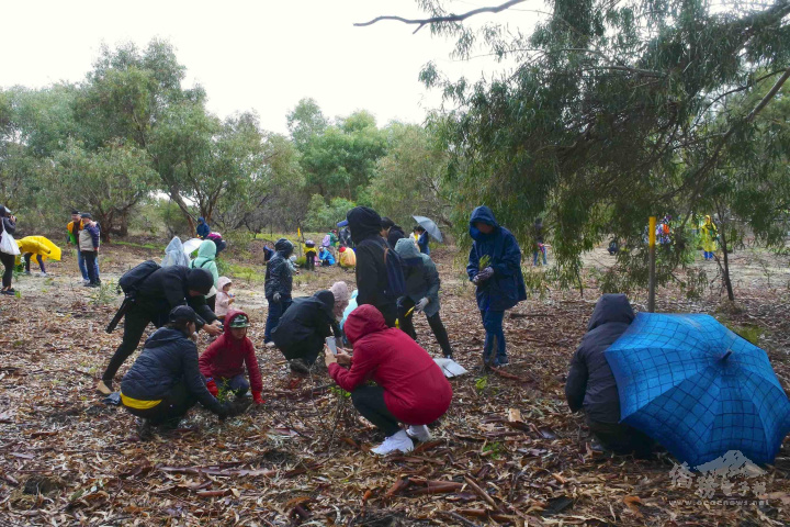 參加人員在寒風細雨中種下樹苗