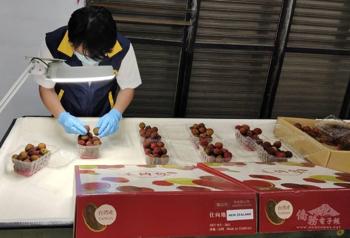 臺灣荔枝出口前須經過行政院農委會防疫局嚴格查驗