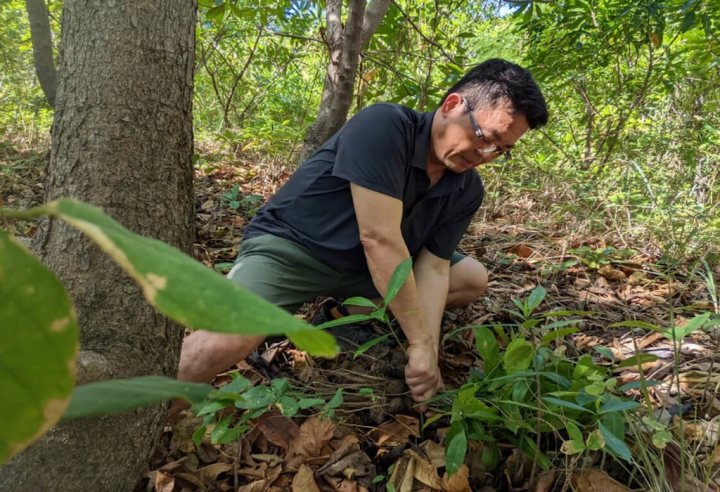 為協助墾丁國家公園管理處復育恆春半島棲地，剷除外來種銀合歡，行政院農業委員會林業試驗所恆春研究中心指出，委託案執行1年來已蒐集70餘種原生植物，並將其培育成3萬餘苗木。（恆春研究中心提供）