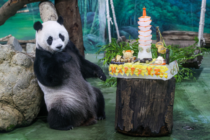 台北市立動物園明星動物大貓熊「圓仔」滿10歲，動物園6日準備用葡萄、紅蘿蔔、奇異果、甘蔗、鳳梨特製而成的生日蛋糕為「圓仔」慶生。