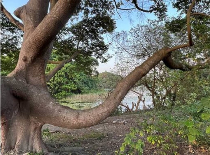 高雄市大樹區舊鐵橋濕地有棵山黃麻樹，因放射狀分枝及彎曲形狀，像極大象甩鼻子噴水。（高雄市水利局提供）