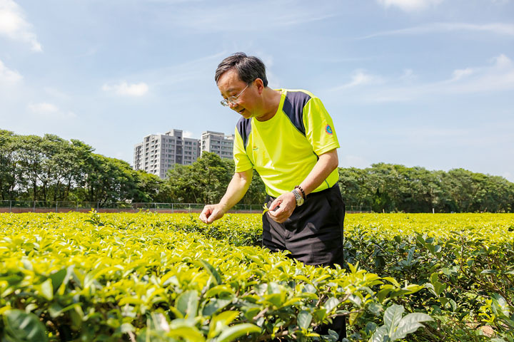 茶改場副場長邱垂豐說，台灣從平地到高海拔都有茶區，因為氣候環境不同，造就了多樣及獨特魅力的茶品。