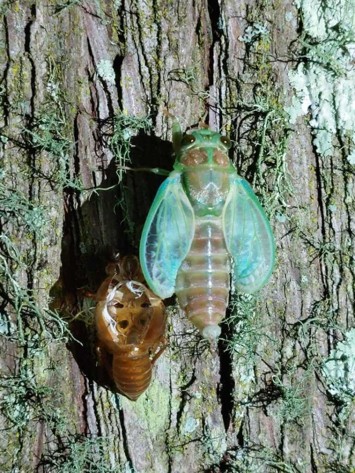 武陵農場域內雪霸武陵遊客中心暑期推出免費親子活動「夜尋蟲蹤」，由達人引領，民眾可以在夜間近距離親眼觀察蟬蛻逐次破殼的「天蟬變」。（民眾提供）