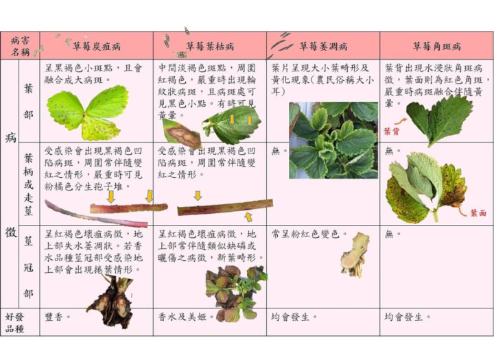 草莓育苗期正值夏季悶熱氣候，苗栗縣政府農業處27日表示，縣內苗圃已發現草莓炭疽病、萎凋病、葉枯病及角斑病等零星病株，若颱風降雨高溫濕熱，可能導致病菌擴散，縣府呼籲莓農多留意草莓苗圃排水系統，加強防治作業。（苗栗縣政府提供）