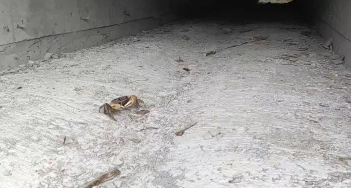 屏東恆春地區陸蟹多樣性為全國第一，為避免抱卵母蟹遭路殺，交通部公路總局特別打造連續性陸蟹廊道，讓母蟹能藉由箱涵通過馬路、降低路殺風險，順利降海釋卵。（屏東縣政府提供）