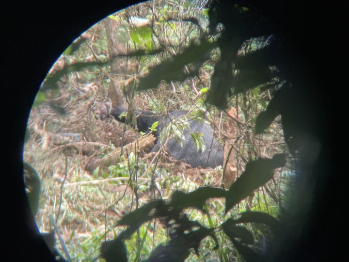 花蓮縣卓溪鄉有民眾發現一頭台灣黑熊受困山豬吊陷阱中，花蓮林管處獲報後與相關單位組成救援小組，初步觀察黑熊左手掌受傷，健康狀況良好，後續仍需觀察傷口復原狀況，已先將受傷黑熊送至東部救傷中心照料。（花蓮縣政府提供）