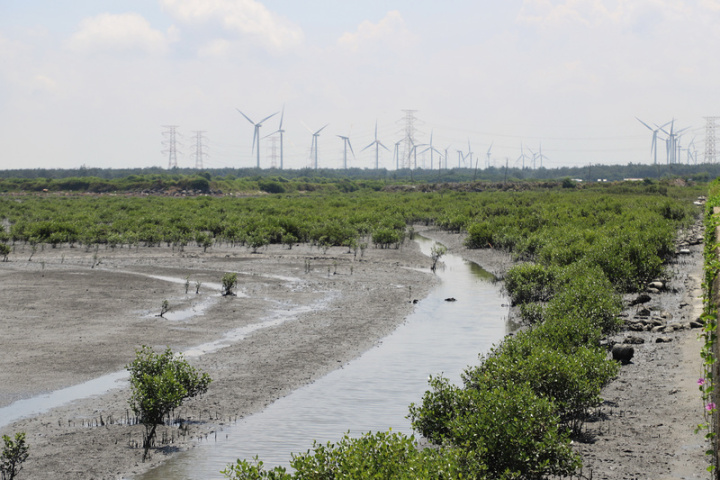 雲林縣政府行動主管會報20日邀集台塑公司、水利署第4河川局等單位，討論在地特有種「台灣旱招潮蟹」保育議題，興會單位決議10月底前聯手展開紅樹林疏伐，確保濁水溪灘地生物的生態永續發展。