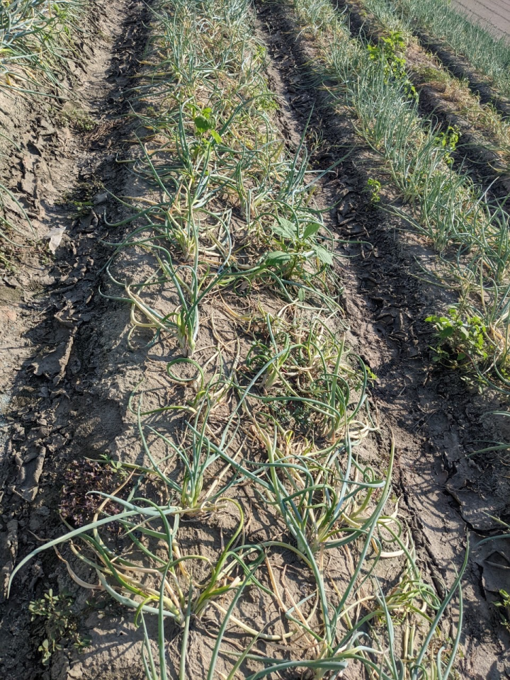 蔥炭疽病造成大量植株生長不良