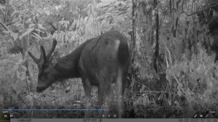 A Formosan Sambar Deer is pictured at an undisclosed location in this photo issued Thursday. Photo courtesy of Endemic Species Research Institute July 27, 2023