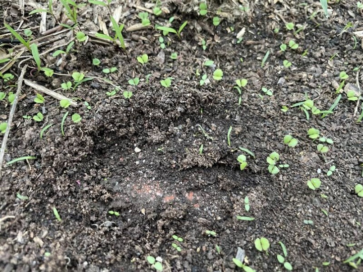 A hoof print from the protected Formosan Sambar Deer is pictured at an undisclosed location in this photo issued Thursday. Photo courtesy of Endemic Species Research Institute July 27, 2023