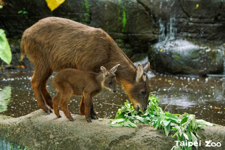 台北市立動物園的台灣野山羊寶寶「薇寶」已滿月，常常活潑地跟在媽媽身邊，可愛模樣融化人心。（台北市立動物園提供）