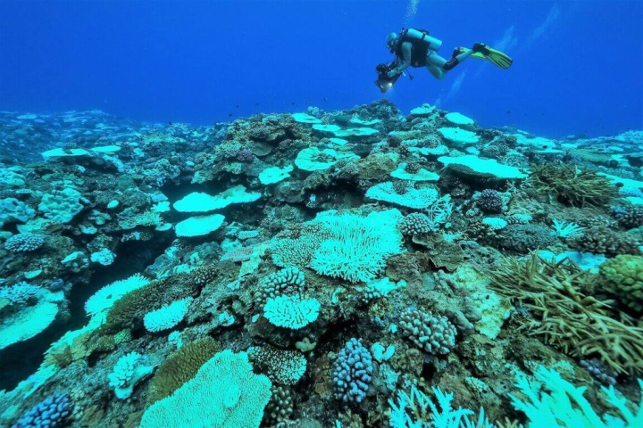 公視節目「我們的島」團隊堅持到事件現場獲得第一手的訊息，圖為團隊前往蘭嶼拍攝珊瑚白化狀況。（公視提供）