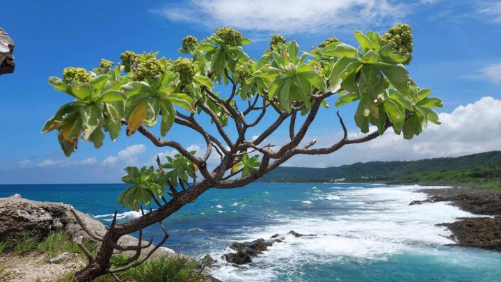 為協助墾丁國家公園管理處復育恆春半島棲地，林試所恆春研究中心近1年來蒐集原生種植物70餘種、培育3萬餘苗木，包含海岸造林重要樹種之一的白水木。（恆春研究中心提供）