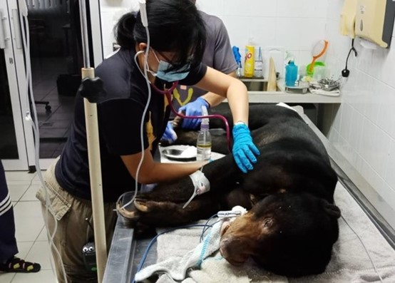 台灣野灣野生動物保育協會吳昀蓉赴馬來西亞「婆羅洲馬來熊保育中心」實習。