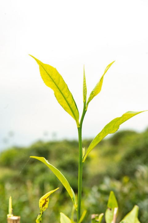 茶樹從土壤吸收養分，茶菁採摘後製成茶葉，最能沖泡出鄉土的滋味。