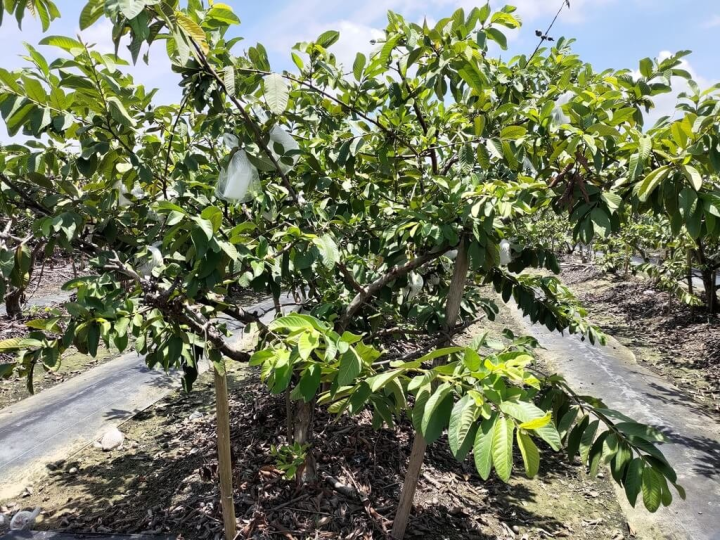 颱風杜蘇芮逐步接近台灣，高雄市農業局24日呼籲農民多加注意田間排水、做好各項防災準備，以減輕損失。（高雄市農業局提供）