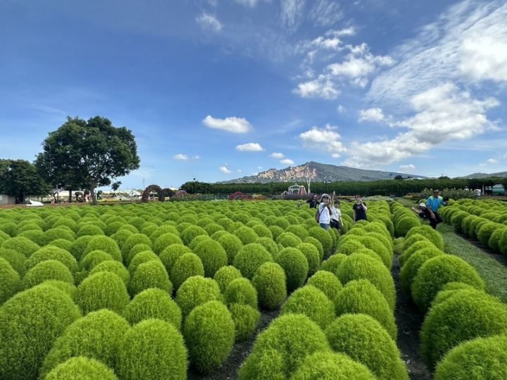 台中后里中社觀光花市引進6000株波波草，觀賞期可至10月，波波草自然生成的圓滾滾模樣格外討喜，在白雲、藍天、火炎山襯托下，吸引許多民眾到場參觀、拍美照。