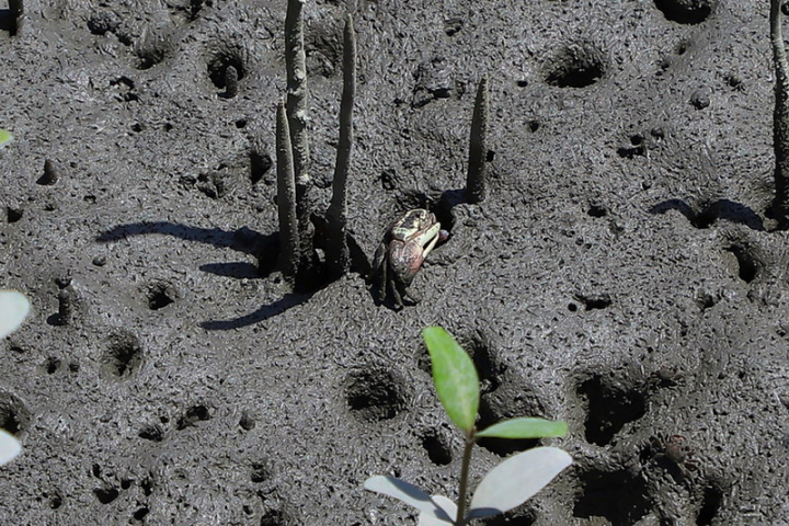 台灣旱招潮蟹保育議題20日在麥寮鄉許厝寮漁港召開，國立中興大學生命科學系教授施習德簡報時指出，台灣旱招潮蟹是特有在地物種，全球只有在台灣看得到，其中9成棲息於濁水溪出海口。