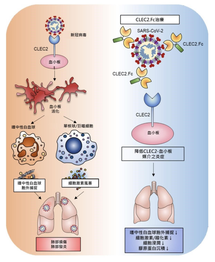國衛院發現新冠病毒誘發血栓炎症的關鍵因子