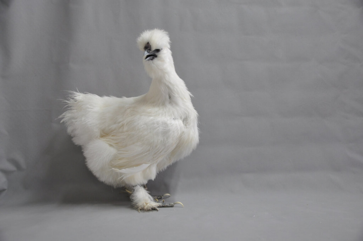 農業部畜產試驗所8日宣布，歷經10年終於育成「天晴烏骨雞」，一般烏骨雞作為燉藥膳用，而「天晴烏骨雞」還可生產高營養的藍殼蛋。（畜試所提供）