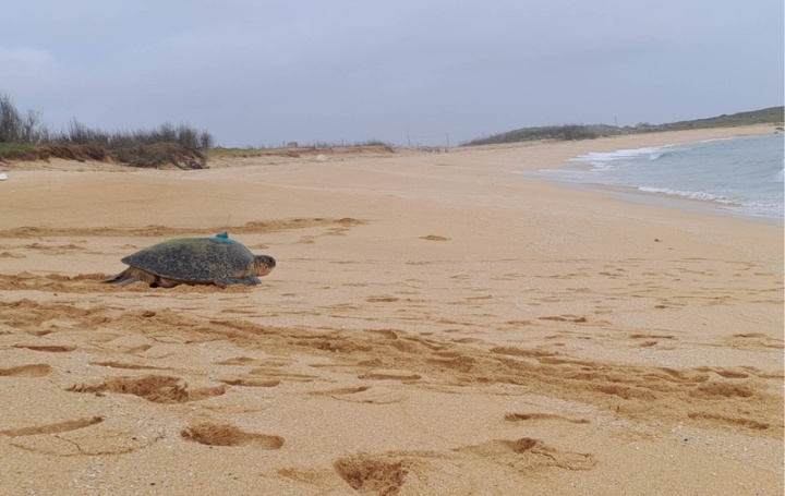 海洋委員會海洋保育署10日表示，澎湖縣望安島TW139綠蠵龜母龜28年來，平均每2至3年都會規律返回望安產卵，6月29日再次回到網垵口保護區沙灘產下第1窩卵，目前已經產下4窩。（海保署提供）