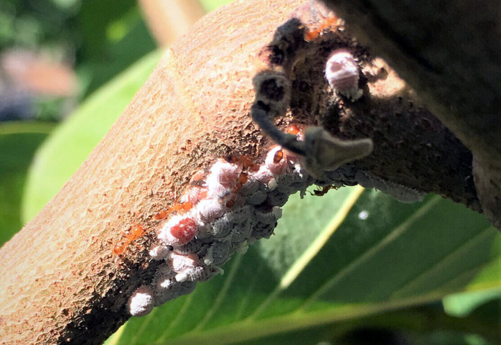 台東鳳梨釋迦監測到粉介殼蟲密度上升，台東區農業改良場呼籲加強防範。圖為粉介殼蟲聚集枝條取食。（台東區農業改良場提供）