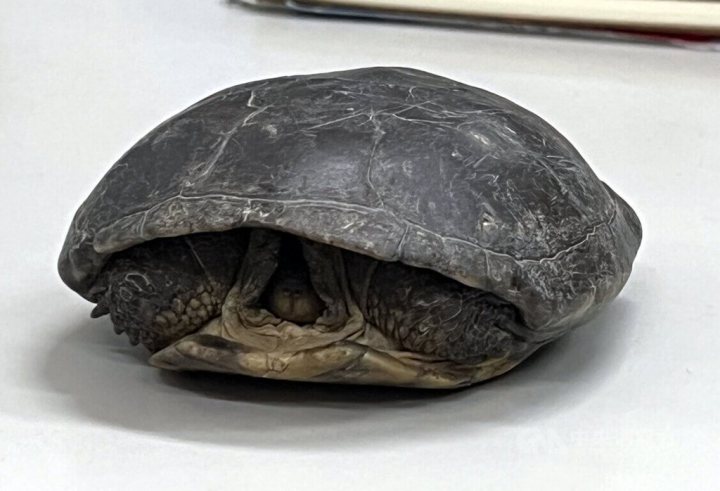 台東周姓農民的小孩3日在田裡發現一級保育類柴棺龜。生態保育人員表示，柴棺龜常因農事受到傷害，希望台東縣政府能透過獎勵來鼓勵民眾通報。