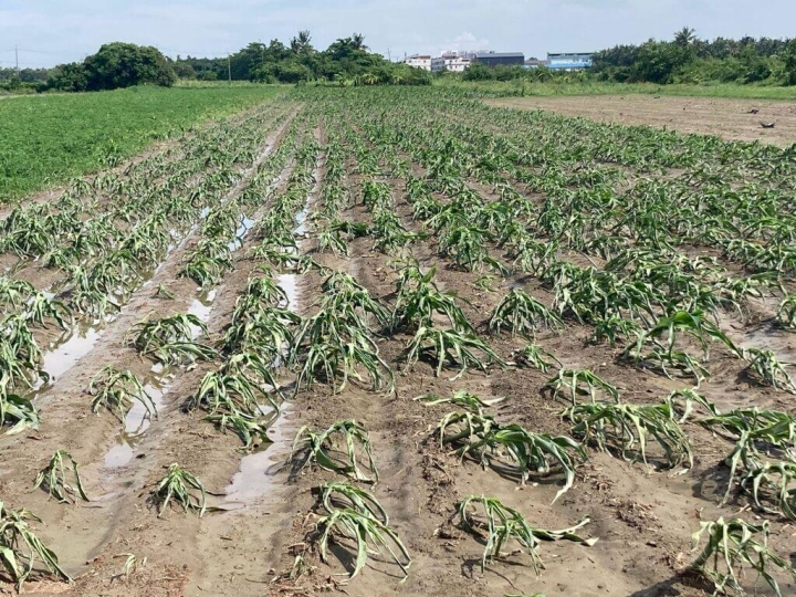 受颱風杜蘇芮影響，高雄農損嚴重，農業部公告3日起至14日（假日不休息）受理農民申報天然災害現金救助及低利貸款。（高雄市農業局提供）