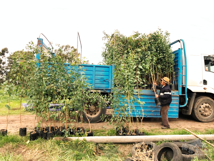 阿根廷長榮海運捐贈250棵尤加利樹苗(阿根廷慈濟提供)