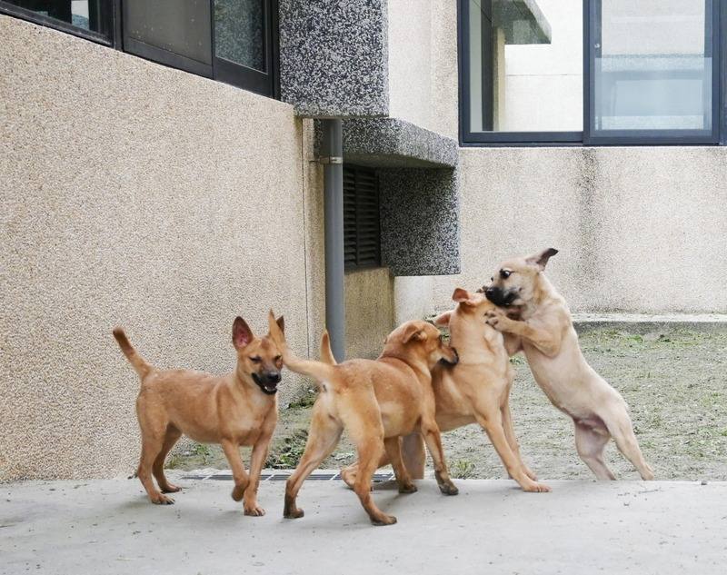 花蓮縣政府在鳳林鎮興建「花蓮狗貓躍動園區」，自2021年12月啟用，將在8月19日舉辦「歸來．坐聊」活動，歡迎民眾帶毛孩一起到園區走走。（翻攝照片）