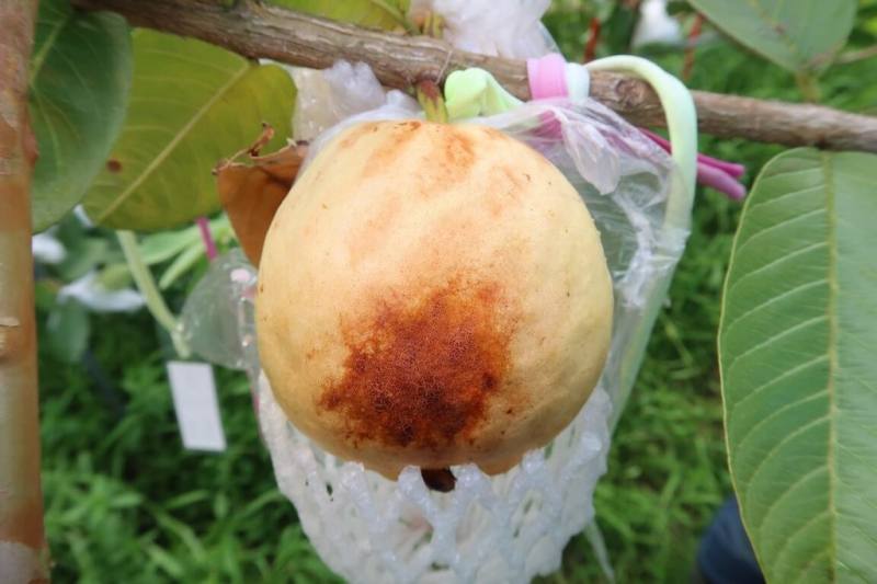 花蓮區農業改良場說明，「宜蘭紅肉拔」番石榴是當地的特色果樹，主產期在日照強烈的夏季，由於果皮容易曬傷，受光照部位會有淡黃色、淡褐色或褐色斑，學理上稱做日燒，會影響果實價值，損及農民收益。（花蓮區農業改良場提供）