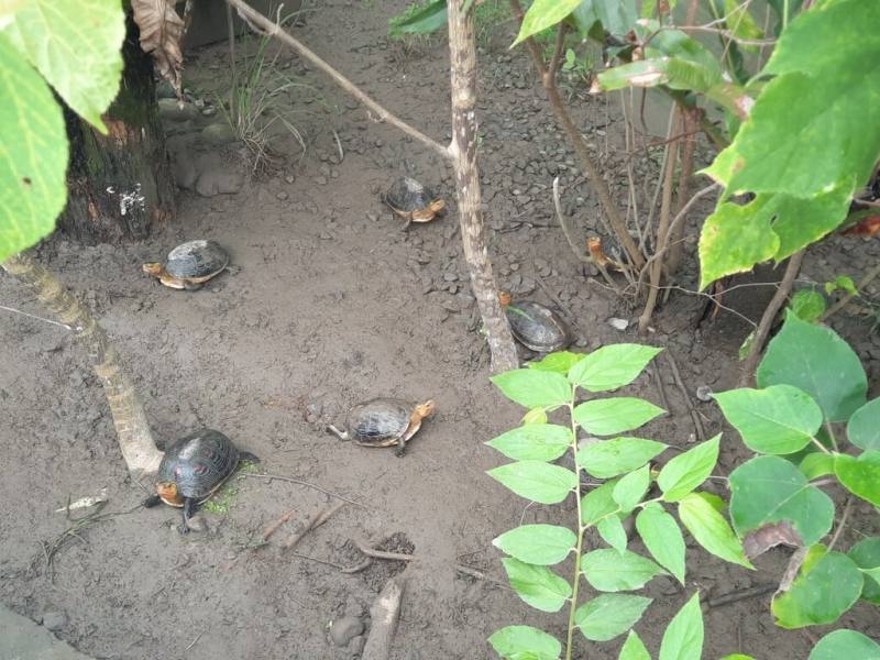 農業部林業及自然保育署嘉義分署在觸口自然教育園區內設有龜類保育教育園區，目前收容約800隻龜，9月及10月共將舉辦2梯次「平安龜健康歸」課程，歡迎大小朋友前來認識這群「慢」步於大地的台灣原生龜鱉。（農業部林業署嘉義分署提供）