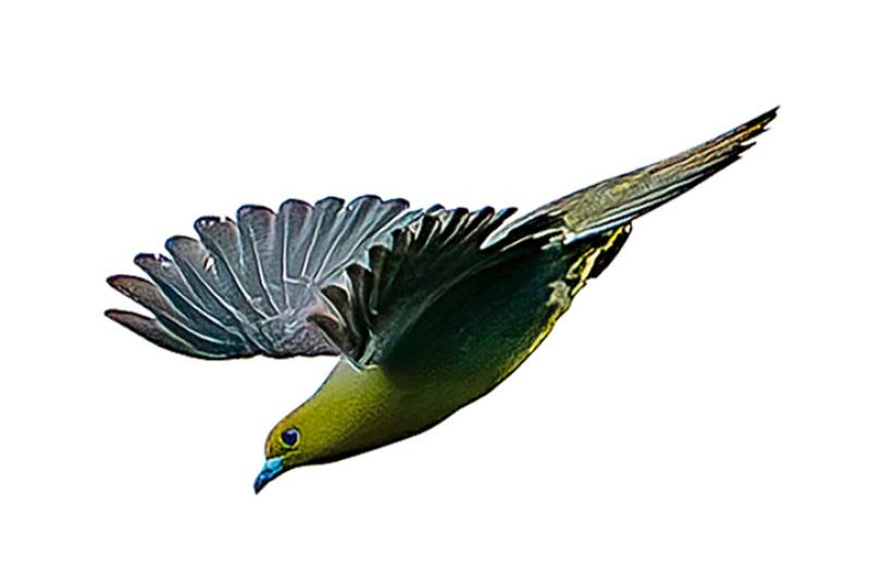 A white-bellied green pigeon spreading its wings.