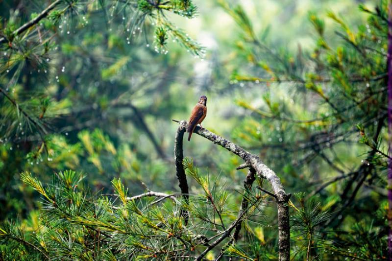 在大雪山遇見夏候鳥紅尾鶲，牠喜歡停棲於森林內枝葉稀疏的枝椏或電線上。