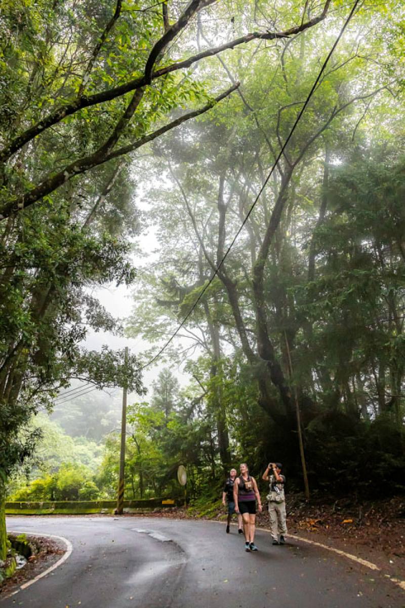 Come and meet Taiwan’s birds. Put yourself in the arms of nature and immerse yourself in the beauty and grandeur of Taiwan’s forests and mountains.