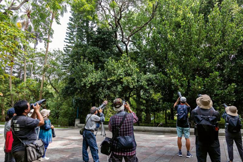 There is no lack of birders in Taiwan. They haunt urban parks to observe their feathered friends at close quarters.