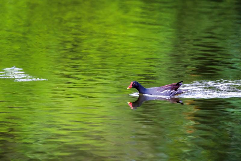 Blessed with a wonderful variety of plants, the Taipei Botanical Garden provides a rich diversity of habitats that attract many different species of birds.