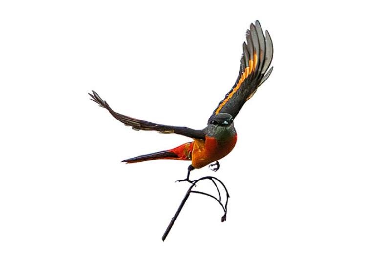 A gray-chinned minivet takes to the air