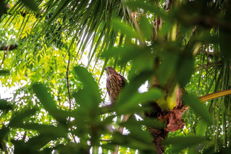 The crested goshawk (Accipiter trivirgatus formosae) is one of the birds of prey that live very close to human beings.