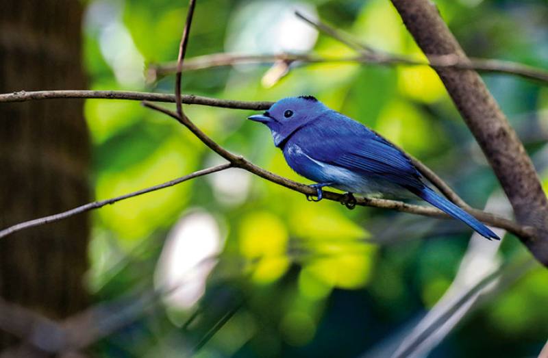 Black-naped monarch (photo by Allen Lyu)