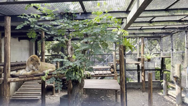國立屏東科技大學保育類野生動物收容中心獅虎阿彪迎來13歲生日，照養員打造全新「萬獸之王叢林風度假區」籠舍，整體以階梯取代斜坡，讓阿彪在爬高時能更靈活運用。（屏科大提供）
