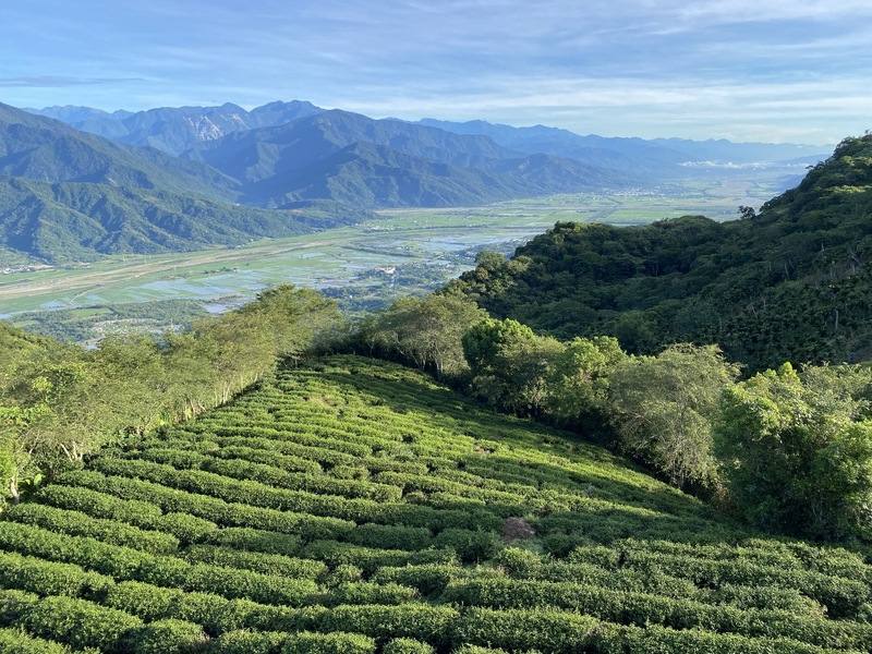 花蓮富里鄉六十石山茶農林俊傑的茶品屢獲國際大獎，他的茶園於2017年轉型為有機茶園，激勵自己不斷向更高品質邁進，希望台灣好茶被世界看見。