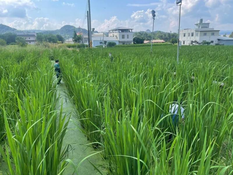 南投縣埔里鎮是全國茭白筍最大產地，但種植使用高壓鈉燈耗電且夜間刺眼，南投縣政府辦理農業節電示範專區，2年共有20公頃筍田改用LED燈（圖）。（南投縣政府提供）