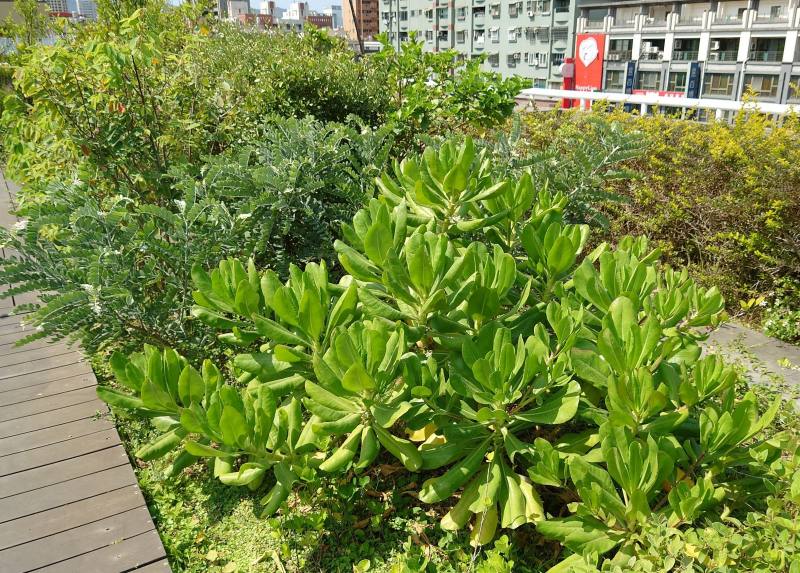 草海桐於屋頂生長非常良好，約人高之灌木叢，高度不太需要修剪，灌叢下幾乎不生草類，花為蜜蜂蜜源，是極佳的綠屋頂植種。