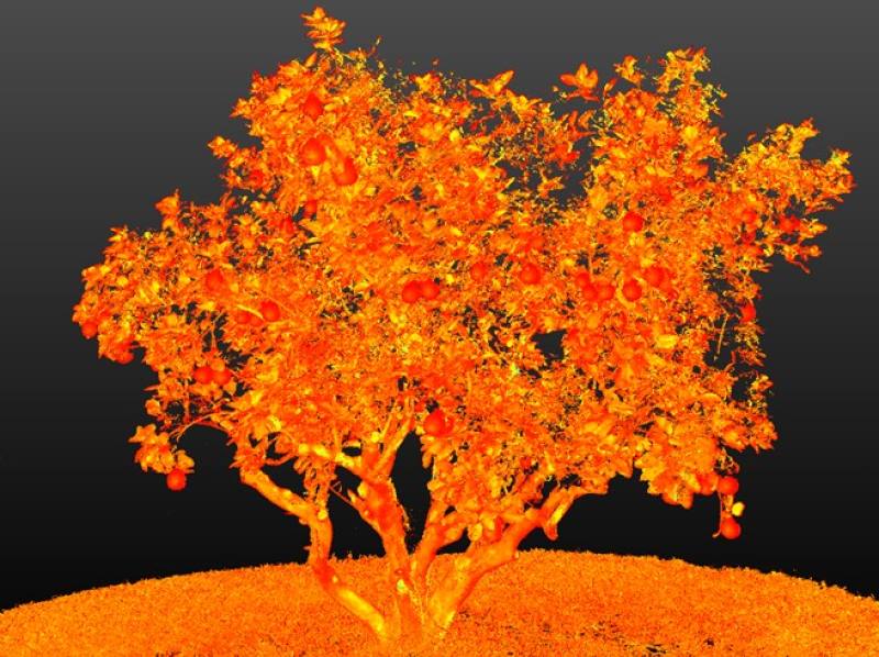 花蓮吉安鄉文旦掃描成果